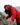 Histoire-et-ADN-de-la-marque-Parajumpers Instinct Premium