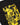 Short Versace Black gold